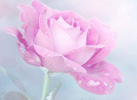 think pink - nice, soft, blooms, bud, rose, plants, lovely, nature, blossoms, flowers, delecte