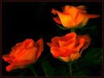 three orangish roses