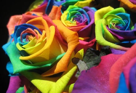 true colors - blossoms, rose, soft, flowers, plants, nice, lovely, blooms, delecte, nature, bud, colorful