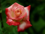 pretty rose