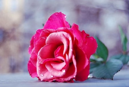 just a rose - blooms, blossoms, bud, lovely, delecte, flowers, nature, soft, rose, plants, nice