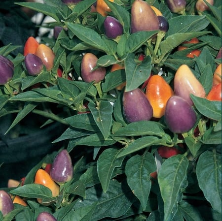 Chilli Pepper Pyramid - flower, purple, leafe, chilli, fruit, pyramid, orange, nature, pepper, green