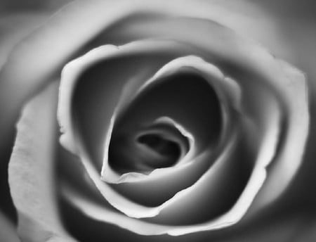 twisted - nice, soft, blooms, bud, rose, plants, lovely, nature, blossoms, flowers, delecte