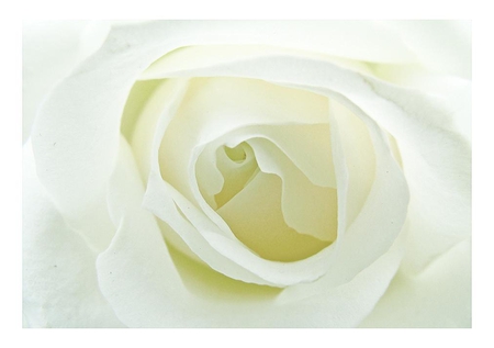 white elegance3 - nice, soft, blooms, bud, rose, plants, lovely, nature, white, blossoms, flowers, delecte