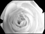 whiteout rose