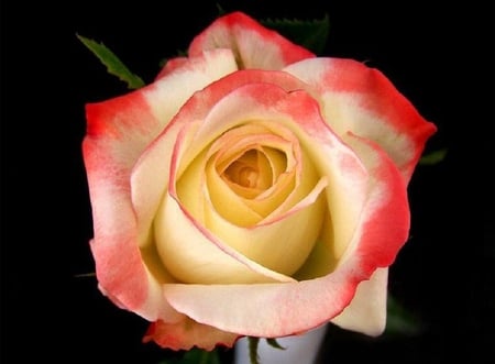 yellow and pink rose - blooms, blossoms, bud, lovely, delecte, flowers, nature, soft, rose, plants, nice