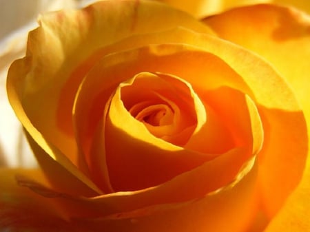 yellow bud - blossoms, rose, soft, flowers, yellow, plants, nice, lovely, blooms, delecte, nature, bud