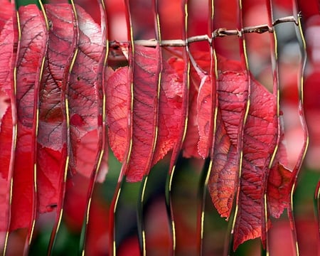 Cherry Red Creation - layers, ripple, red, cherry