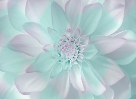 pastel dahlia - flowers, colorful, nature, plants, nice, lovely, dahlia, pastel