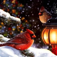 Christmas cardinals