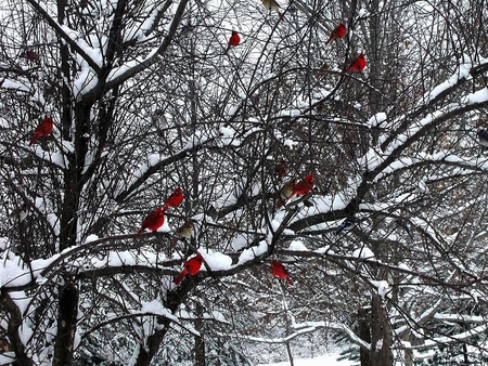 Red lamps - birds, trees, winter, red