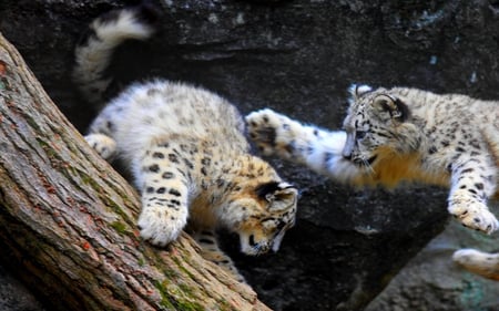 WILD KITTIES - tree, cubs, leopard, playing