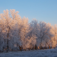 winter forest