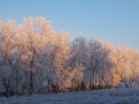 winter forest - white, forest, snow, frost, winter