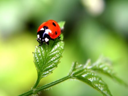 Red Ladybug - beautiful, red, ladybug, picture