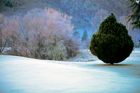 frosty scene - frosty, trees, snow, blue, pine, green