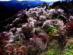 sakura hill