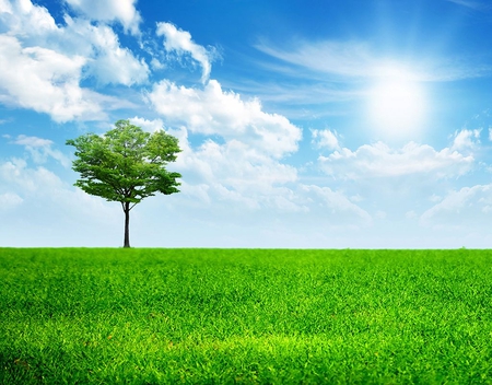 Tree in Grass - Grass & Nature Background Wallpapers on Desktop Nexus ...