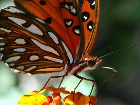 Close up - orange, flower, butterfly, close