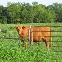 Home on the Range