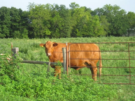 Home on the Range - cow, range, texas, field, farm