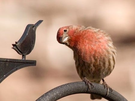 Funny bird. - stare, funny, bird, perch