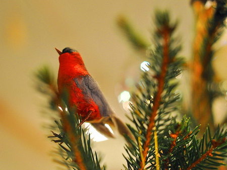 Winter song - fir tree, bird, grey, branch, red, snow