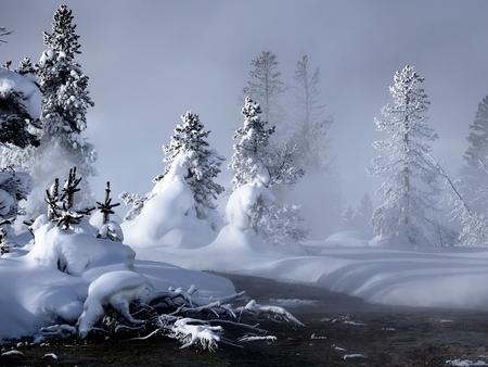 Winter - snow, winter, nature, tree