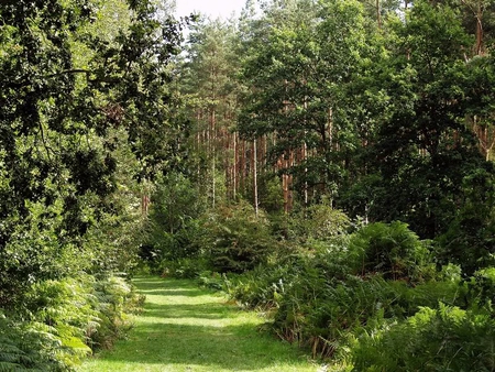 Summer in Wakerly Woods - path, bushes, trees, grass