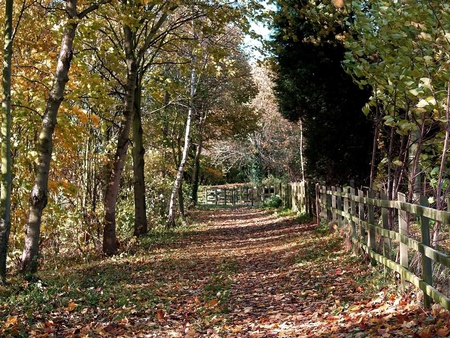 Ferry Meadows, Peterborough - leaves, path, trees, fence