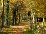 Ferry Meadows, Peterborough in November