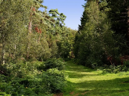 Wakerly Woods in the Summer - sky, path, trees, grass