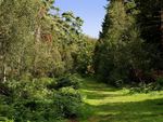 Wakerly Woods in the Summer