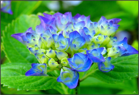 nice blue - blossoms, soft, flowers, delecate, blue, plants, nice, lovely, blooms, nature