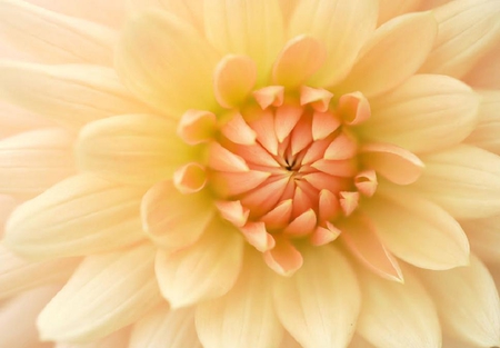 faded dahlia - blooms, blossoms, lovely, flowers, nature, soft, plants, nice, dahlia, delecate