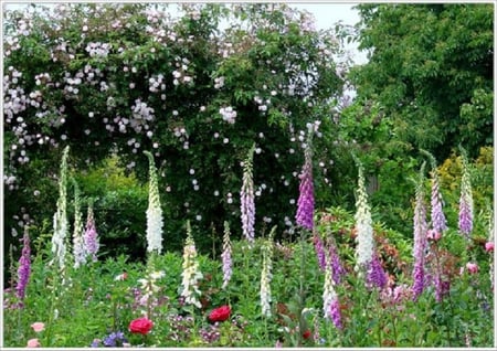 lovely fields - fields, nice, nature, blossoms, blooms, flowers, lovely, plants