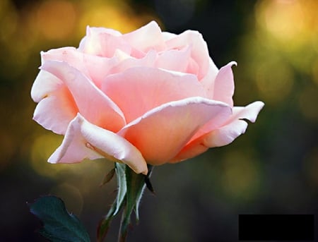 just rosey - nice, soft, blooms, rose, lovely, plants, delecate, nature, blossoms, flowers