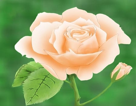 cute rose - nice, soft, blooms, rose, lovely, plants, delecate, nature, blossoms, flowers