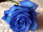 blue rose