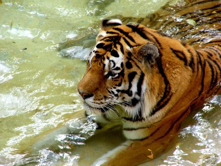 I'm Just Cooling Off - fur, water, tiger, cat