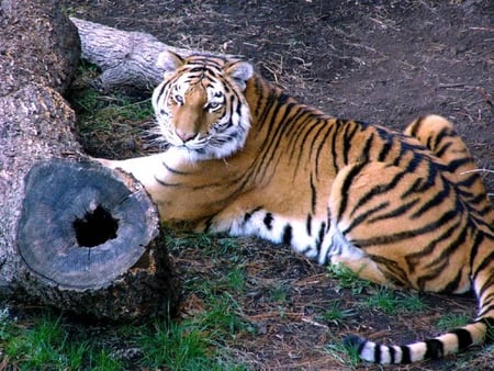 I'm Tired - cat, tree, tiger, ground