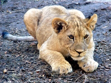 Little Lion Cub - paws, fur, cub, lion