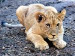 Little Lion Cub