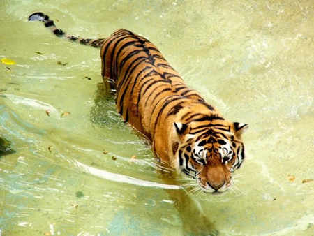 I Can Walk Through Water - fur, water, tiger, cat