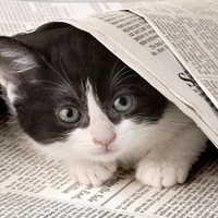 Curious kitty.