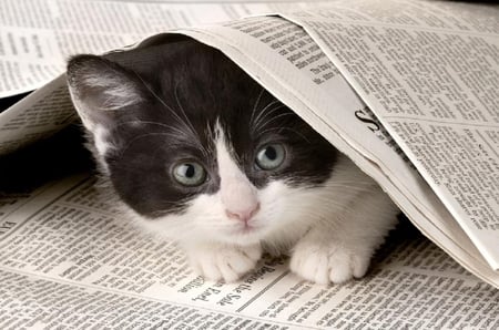 Curious kitty. - newspaper, cat, kitty, curiosity, animal