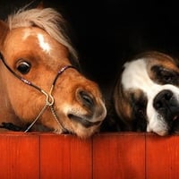 Cute Pony And Saint Bernard.