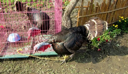 Turkey - cage, bamboo fence, flowers, turkey