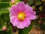 Pereskia Grandiflora