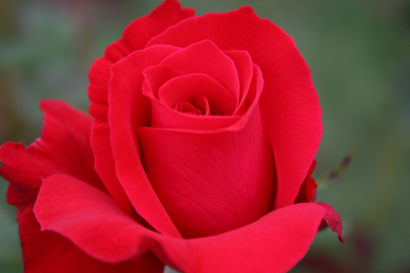 ღ Red Rose to All My DN friends ღ - rose, friendship, love, red